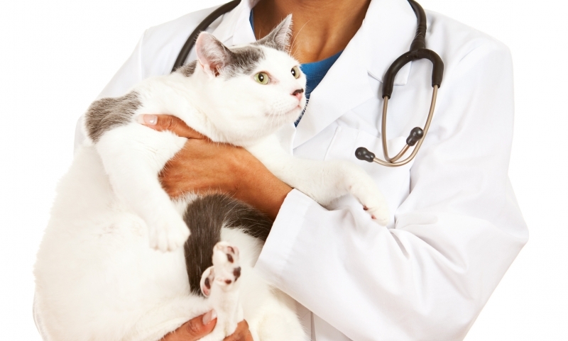 vets-can-use-doctor-title-decides-rcvs-post