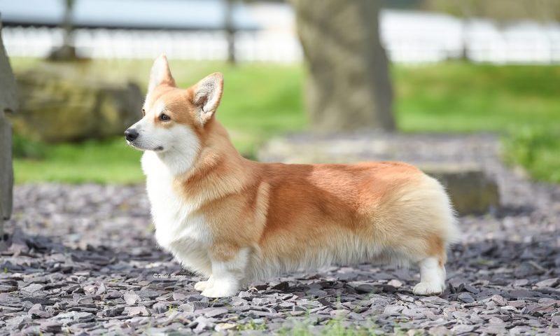 Top winning Corgi fed on Albion | Post