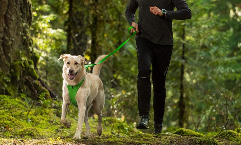 Ruffwear launches new products for spring and summer Post