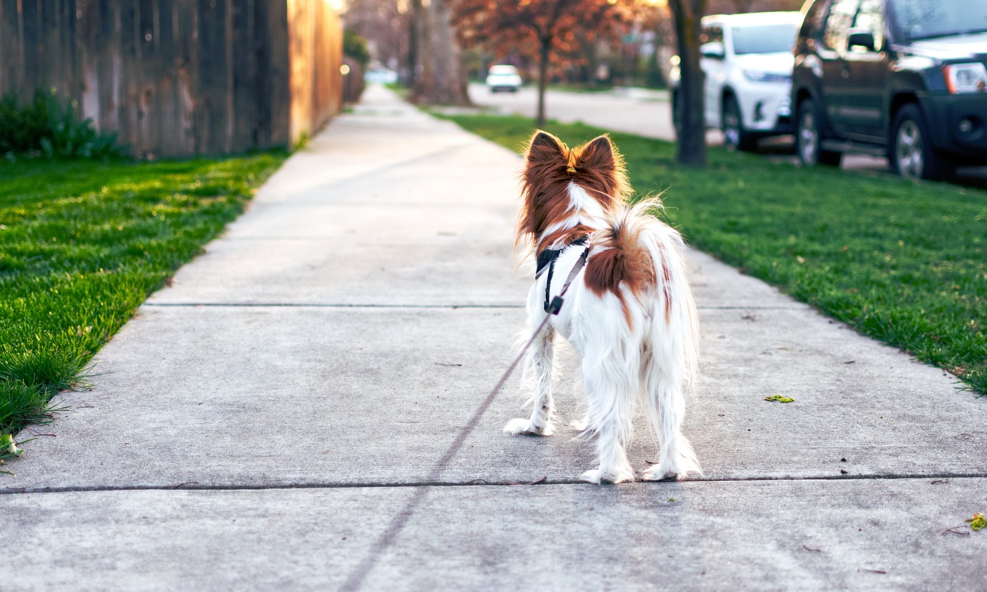 Walking the dog. Прогулка с собакой. Гулять с собакой. Собака гуляет на улице. Гуляние с собакой.