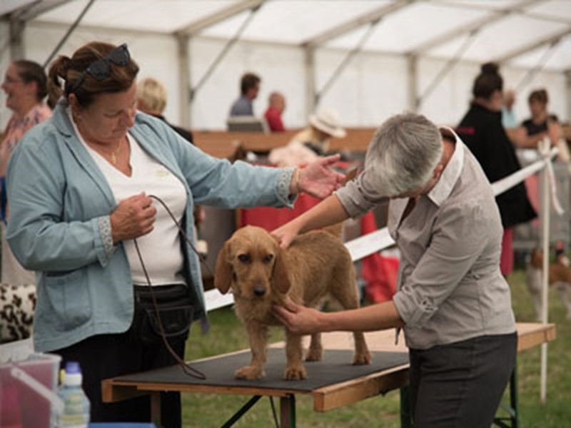 The Kennel Club offers guaranteed championship shows for 10 years Post